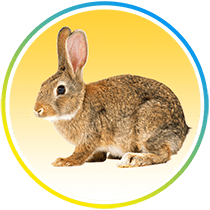 Rabbit-Image-Website-Done